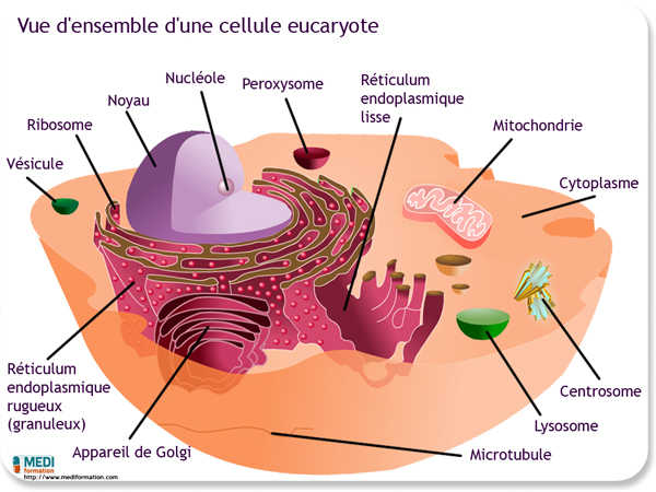 Cellule Eucaryote : Que faut-il savoir à son sujet ?